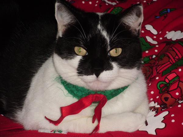 /Images/uploads/Humane Society of Lackawanna County/LoveYourPet/entries/9685thumb.jpg